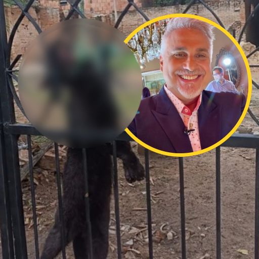 Brutal crimen contra un gatito parece exponer una total ausencia de “Bienestar Animal”